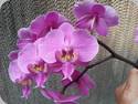Phal. schilleriana La Flora